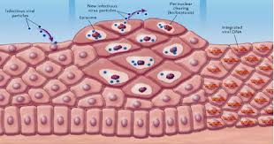 hpv2